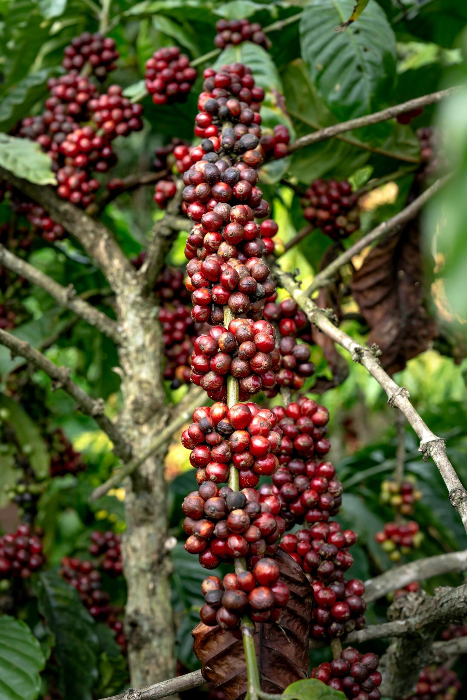 Close-up of ripe red arabica coffee cherries growing on a tree branch.